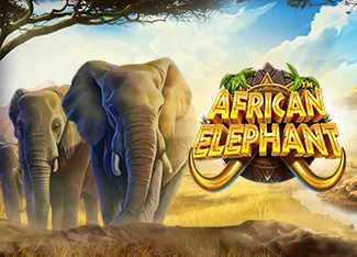 Pragmatic : African Elephant - SUMMER138